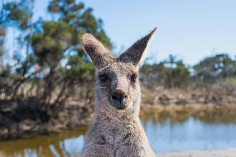 Australian Wildlife - Kangaroo