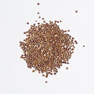 Quinoa rouge