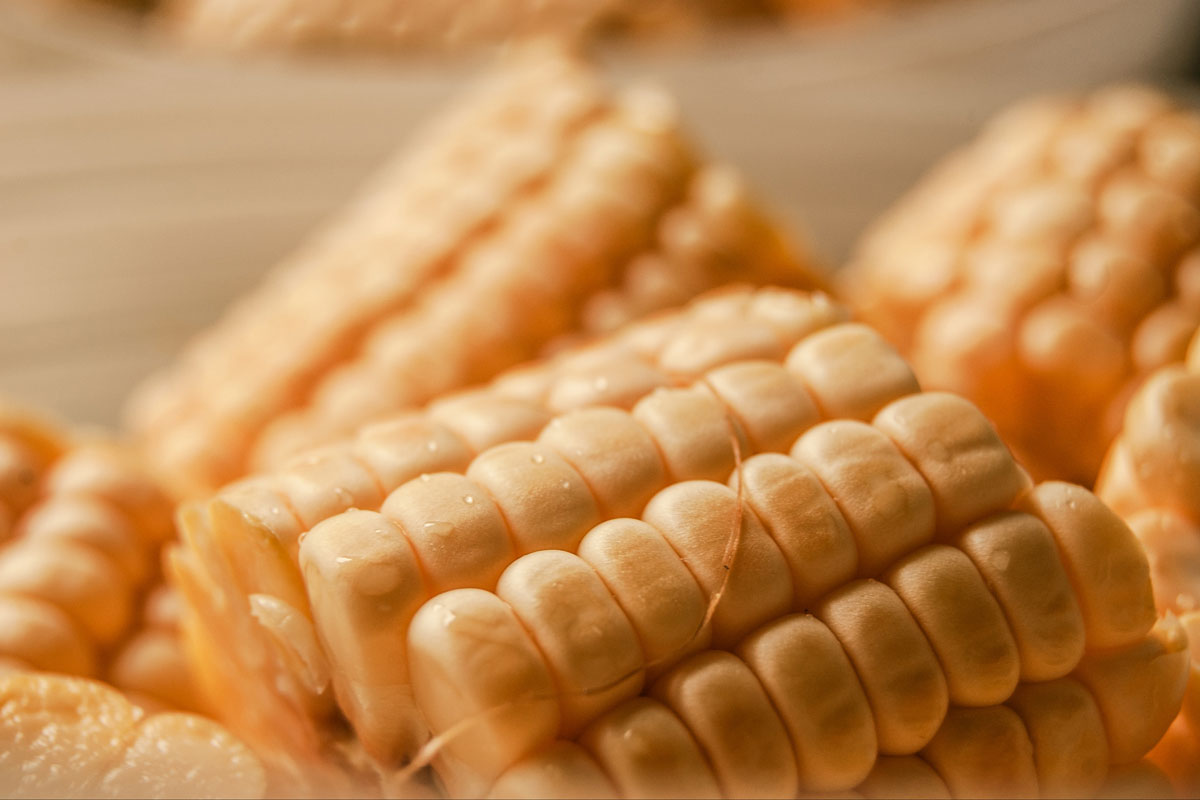 Labor Day Corn Roast