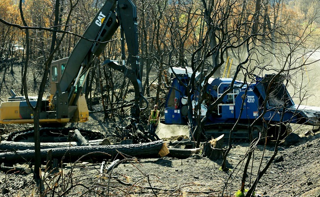 Special arborist debris removal teams clear cut massive hardwoods with heavy machinery.