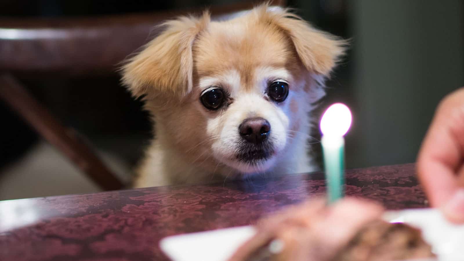 A dog at a table with a birthday cake