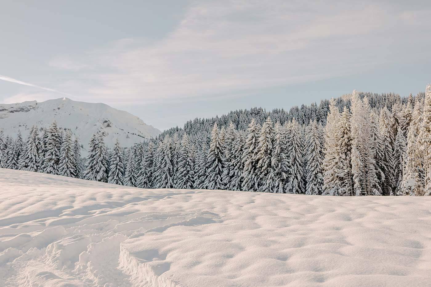 A snowy landscape with treesDescription automatically generated with medium confidence