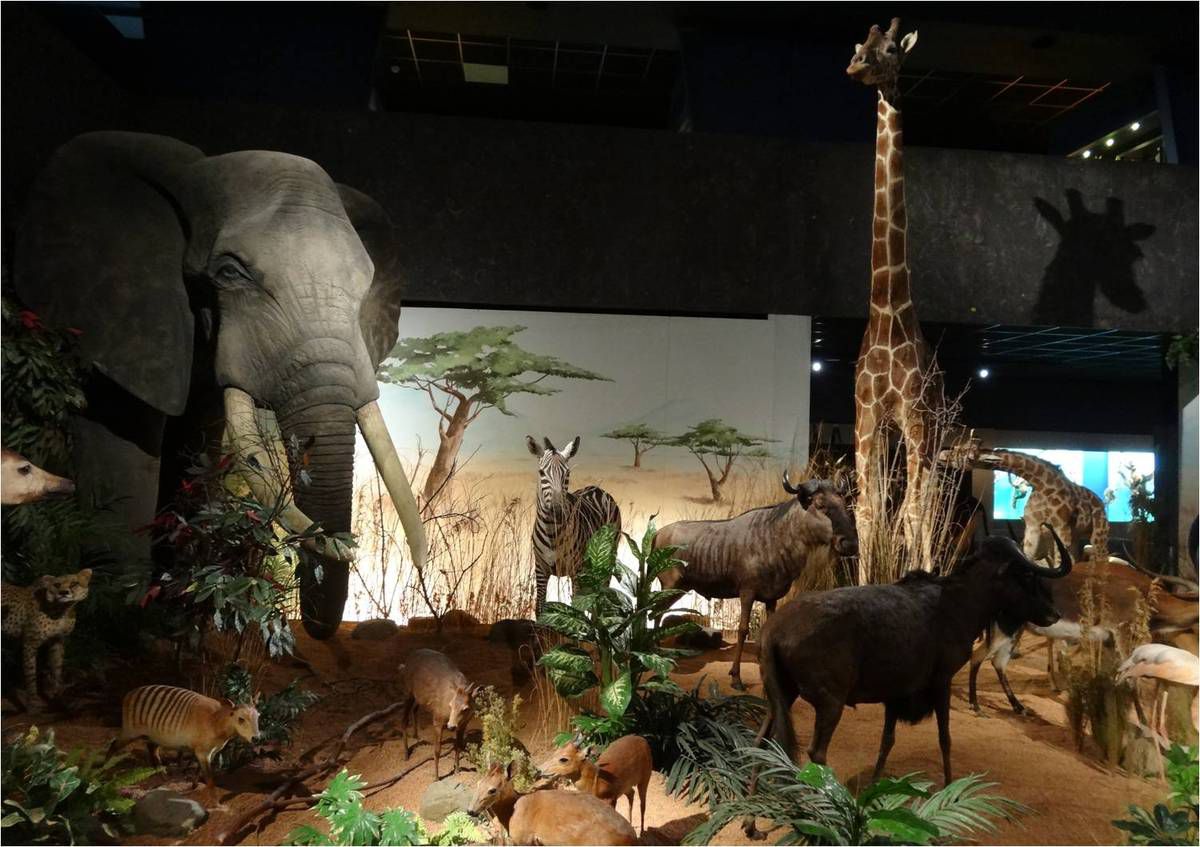 Musée d’Histoire Naturelle de Suisse