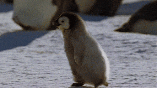 GIF pingouin