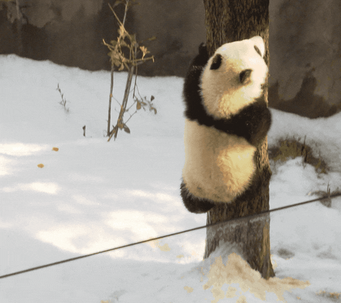 GIF panda