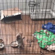 GIF chat s’échappe