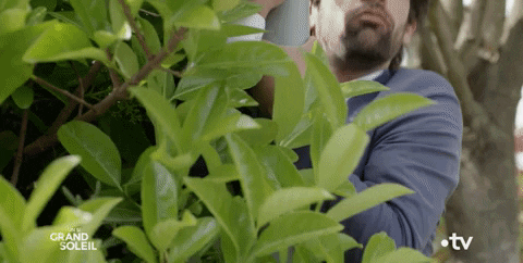 GIF espion