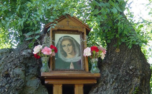 prado nuevo cuadro arbol