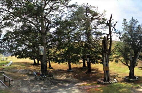 pinos de garabandal