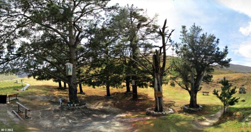 pinos de garabandal fondo