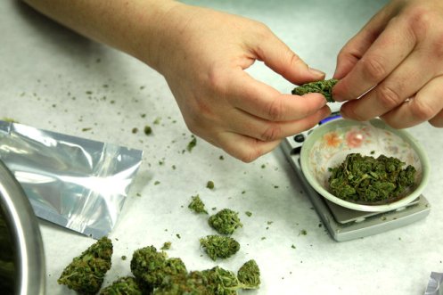 pesando y envasando marihuana