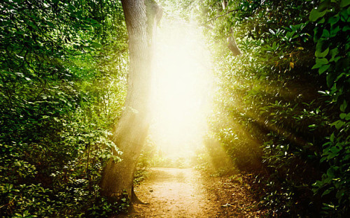 luz en un bosque