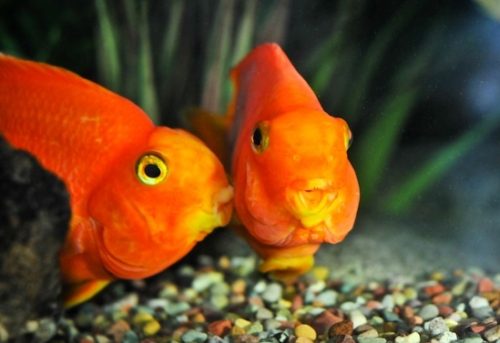 pareja de peces que se aman