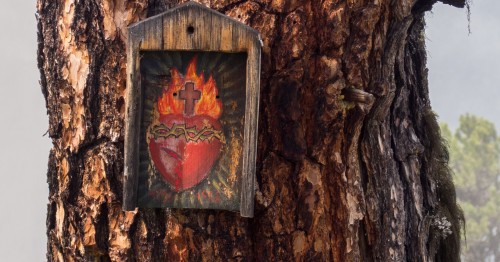 sagrado corazon en un arbol fondo
