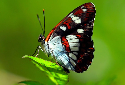 mariposa