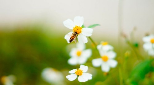 flor y abeja