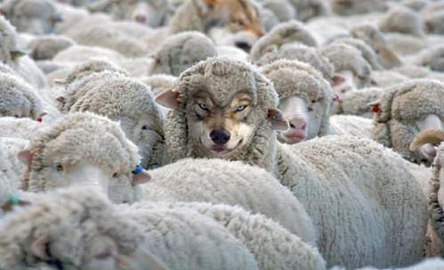 lobo con piel de cordero