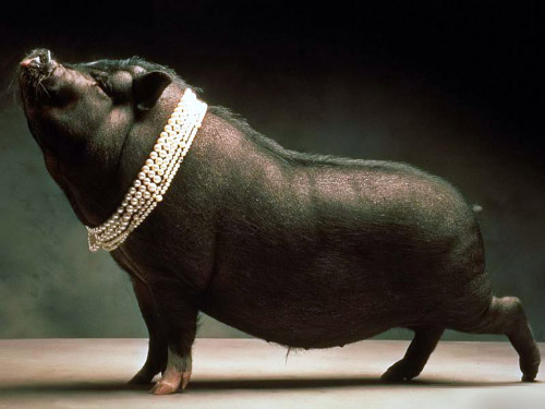 cerdo negro