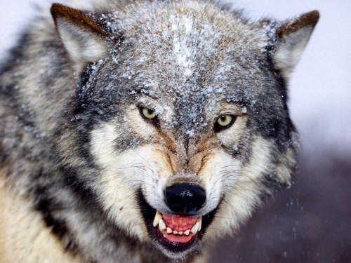 lobo gris