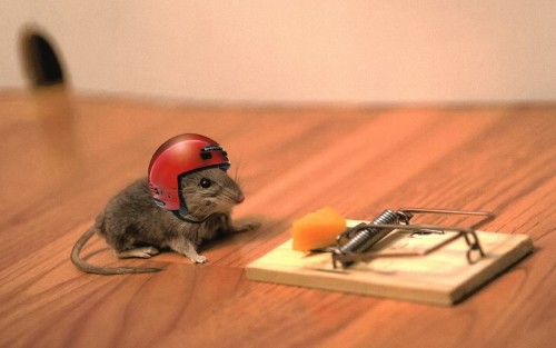 trampa y raton
