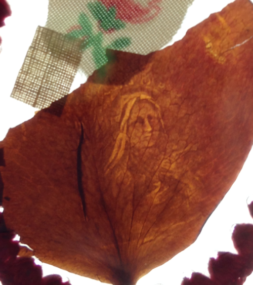 otro petalo de rosa mas de rhoda wise