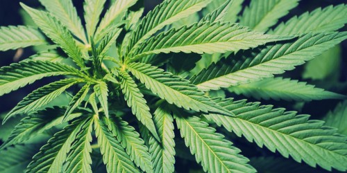 hojas de marihuana fondo