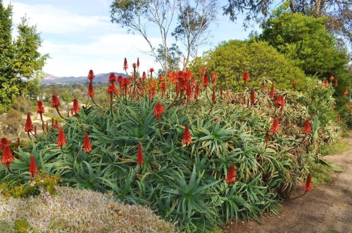 aloe arborescens