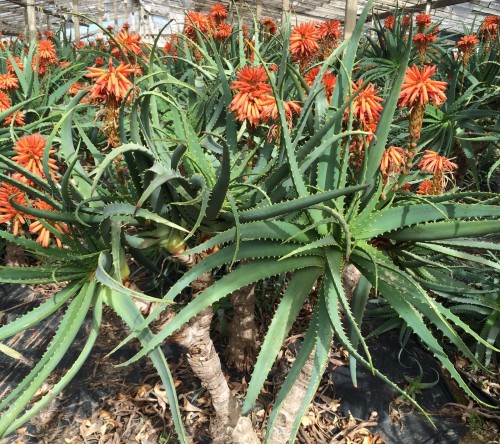 planta de aloe vera fondo