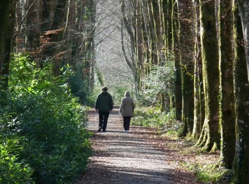 pareja caminando por camino de arboles