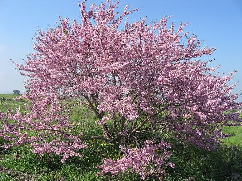 arbol de judas