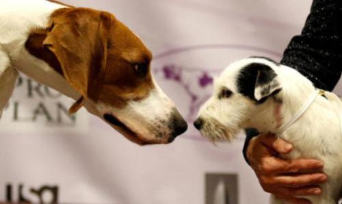 dos perros