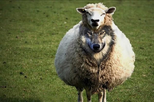 cordero con cara de lobo