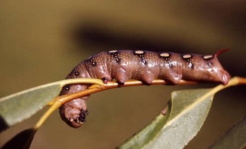 gusano