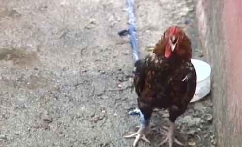 gallo