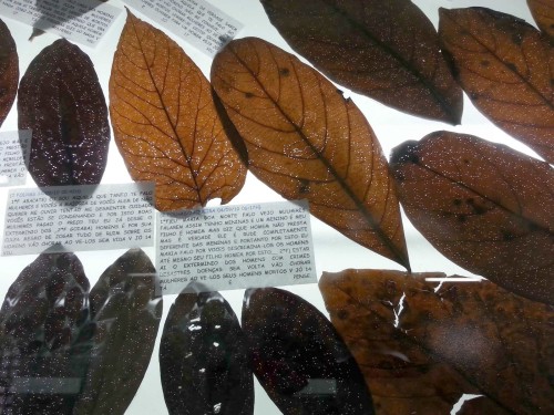 bordados de las hormigas