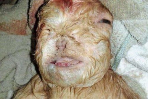 raro hibrido humano animal
