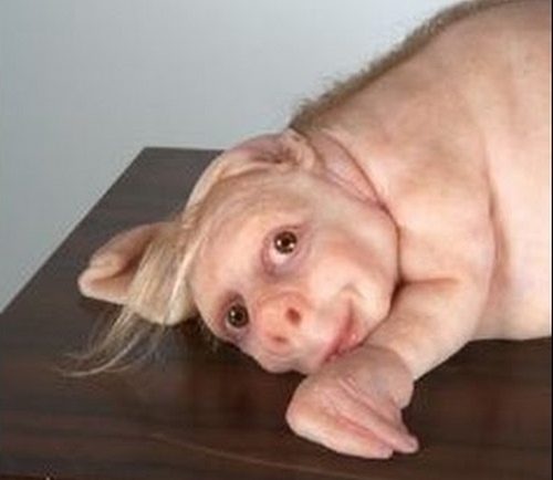hibrido hombre cerdo