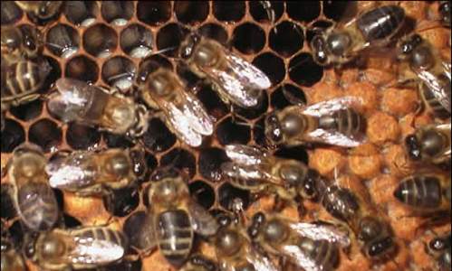abejas en colmena