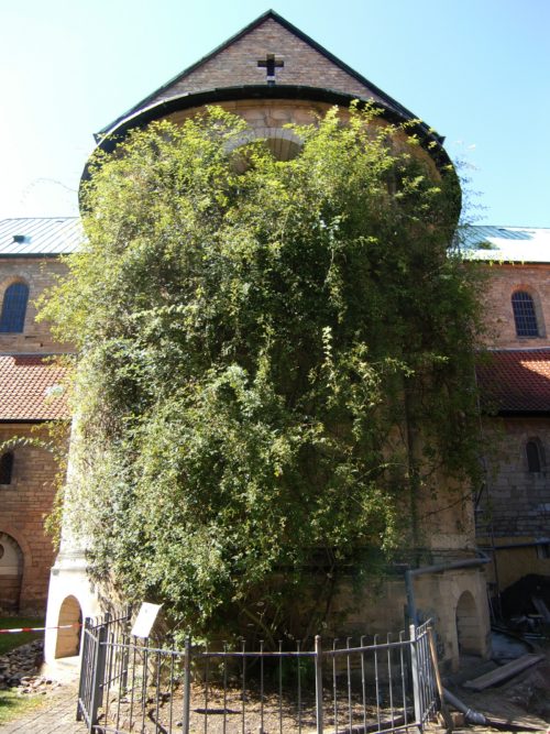 rosal de Hildesheim visto de frente