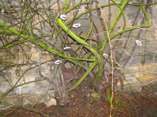 raices del rosal de Hildesheim