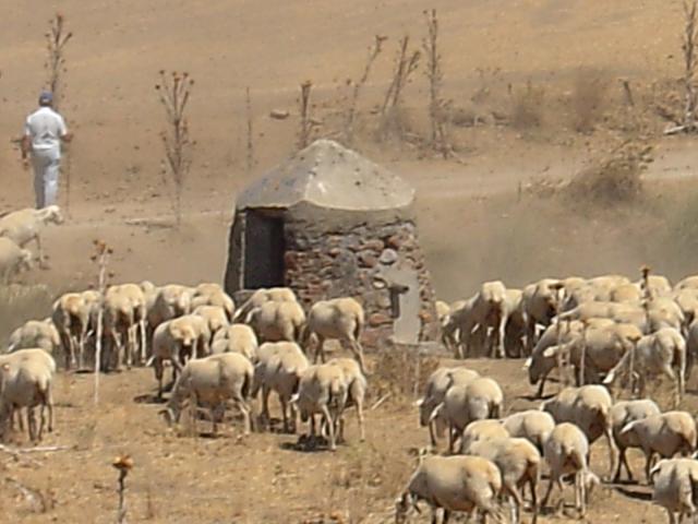 pastor y rebano de ovejas