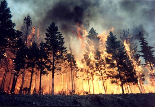 fuego de arboles
