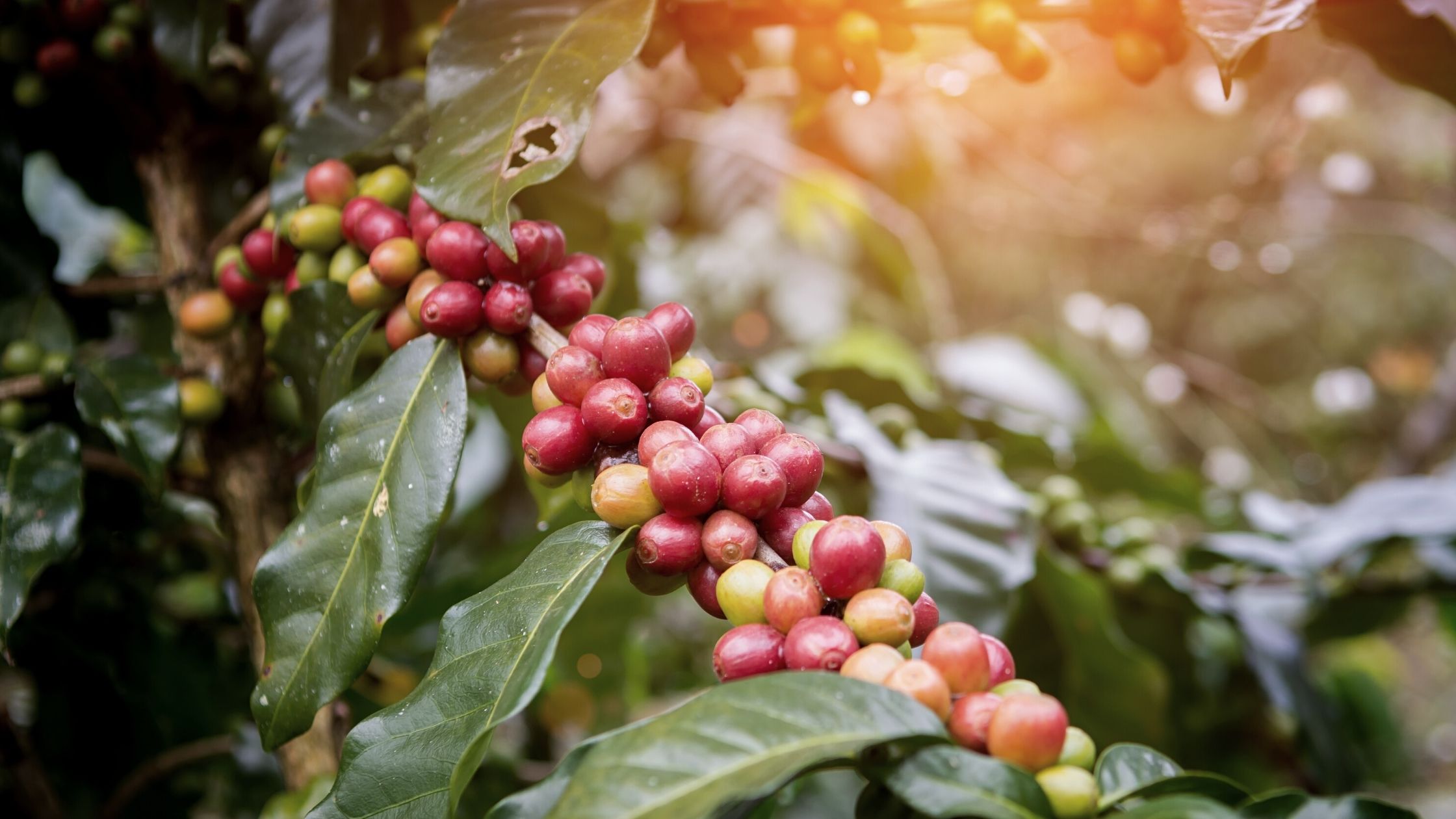 5 simple ways to make your morning coffee more sustainable