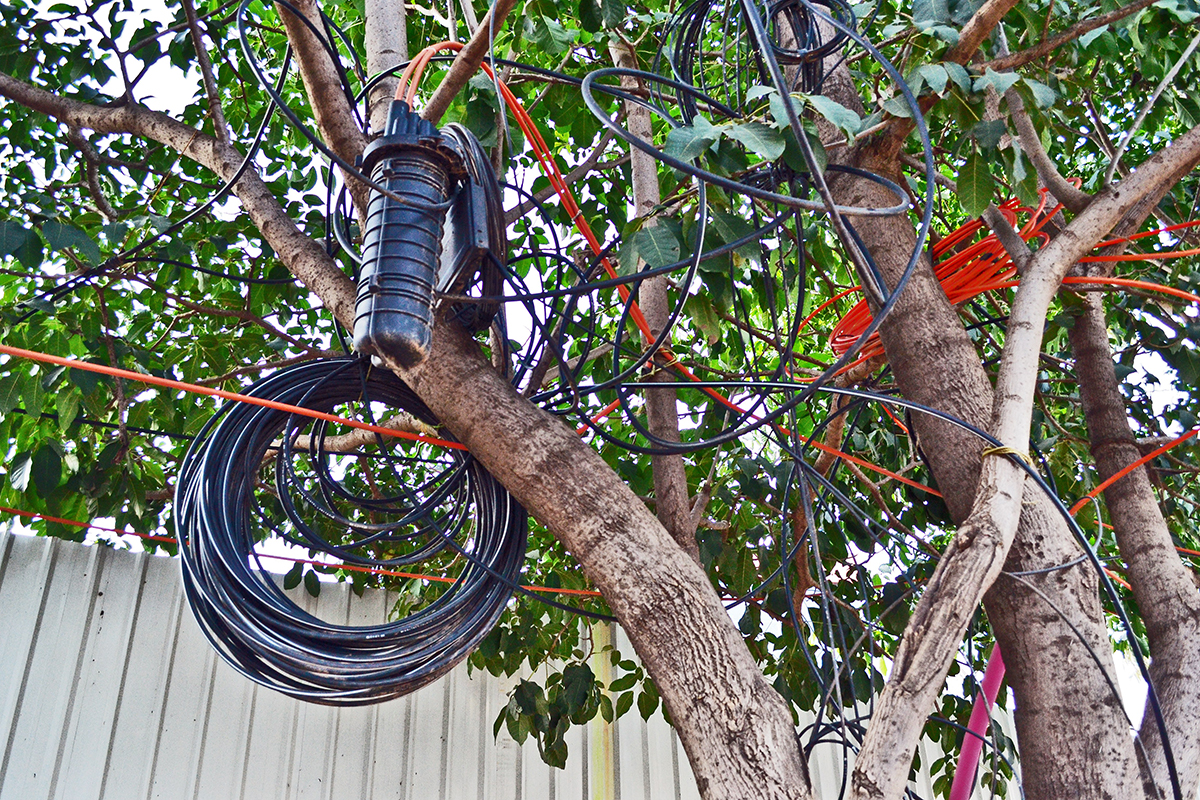 jugaad-tree-3