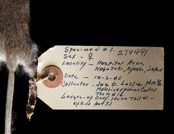 atomic-age-rodents-image