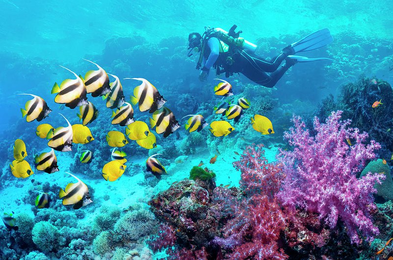 Scuba Diving Water Sport