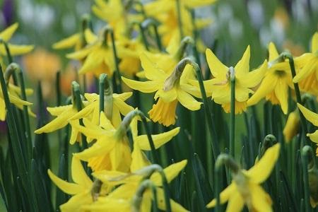 Daffodils.jpg