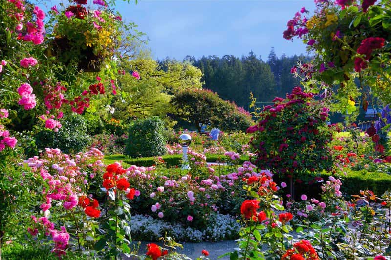 Victoria Butchart Gardens