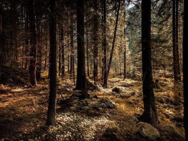 Forests in vinohrady prague