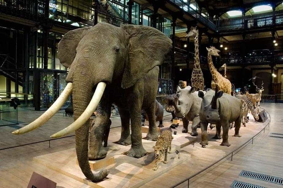 lifelike speciemens at Grande Galerie de l’Evolution